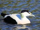 Eider (WWT Slimbridge 05/10/16) ©Nigel Key