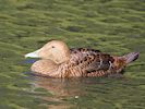 Eider (WWT Slimbridge 20) - pic by Nigel Key