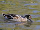 Falcated Duck (WWT Slimbridge October 2016) - pic by Nigel Key