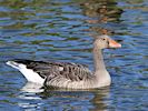 Greylag Goose (WWT Slimbridge October 2016) - pic by Nigel Key