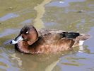 Hardhead (WWT Slimbridge October 2016) - pic by Nigel Key