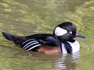 Hooded Merganser (WWT Slimbridge 05/10/16) ©Nigel Key