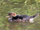 Hooded Merganser (WWT Slimbridge 05/10/16) ©Nigel Key