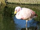 James's Flamingo (WWT Slimbridge May 2014) - pic by Nigel Key