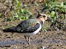 Lapwing (WWT Slimbridge 05/10/16) ©Nigel Key