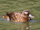 Laysan Duck (WWT Slimbridge 05/10/16) ©Nigel Key