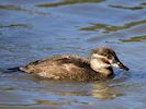 Maccoa (WWT Slimbridge October 2016) - pic by Nigel Key