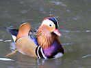 Mandarin (WWT Slimbridge 05/10/16) ©Nigel Key