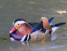 Mandarin (WWT Slimbridge 05/10/16) ©Nigel Key