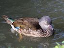 Mandarin (WWT Slimbridge 05/10/16) ©Nigel Key