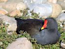 Moorhen (WWT Slimbridge October 2016) - pic by Nigel Key