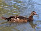 Muscovy Duck (WWT Slimbridge 05/10/16) ©Nigel Key