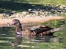 Muscovy Duck (WWT Slimbridge October 2016) - pic by Nigel Key