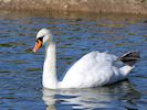 Mute Swan (WWT Slimbridge October 2016) - pic by Nigel Key