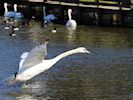 Mute Swan (WWT Slimbridge 05/10/16) ©Nigel Key