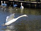 Mute Swan (WWT Slimbridge October 2016) - pic by Nigel Key