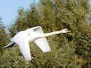 Mute Swan (WWT Slimbridge 05/10/16) ©Nigel Key