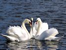 Mute Swan (WWT Slimbridge October 2016) - pic by Nigel Key