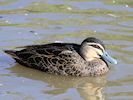 Pacific Black Duck (WWT Slimbridge 05/10/16) ©Nigel Key