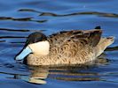 Puna Teal (WWT Slimbridge October 2016) - pic by Nigel Key