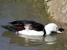 Radjah Shelduck (WWT Slimbridge 2016) - pic by Nigel Key