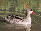 Red-Billed Teal (WWT Slimbridge 05/10/16) ©Nigel Key