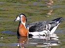 Red-Breasted Goose (WWT Slimbridge 05/10/16) ©Nigel Key