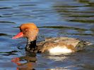 Red-Crested Pochard (WWT Slimbridge October 2016) - pic by Nigel Key