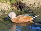 Red Shoveler (WWT Slimbridge 05/10/16) ©Nigel Key