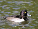 Ring-Necked Duck (WWT Slimbridge 05/10/16) ©Nigel Key