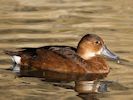 Rosybill (WWT Slimbridge October 2016) - pic by Nigel Key