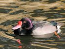 Rosybill (WWT Slimbridge October 2016) - pic by Nigel Key