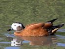 South African Shelduck (WWT Slimbridge 05/10/16) ©Nigel Key