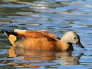 South African Shelduck (WWT Slimbridge 05/10/16) ©Nigel Key