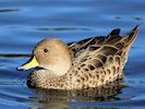 South Georgian Pintail (WWT Slimbridge 05/10/16) ©Nigel Key