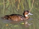 Southern Pochard (WWT Slimbridge October 2016) - pic by Nigel Key