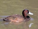 Southern Pochard (WWT Slimbridge October 2016) - pic by Nigel Key