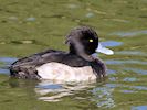 Tufted Duck (WWT Slimbridge 05/10/16) ©Nigel Key