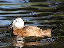 White-Headed Duck (WWT Slimbridge 05/10/16) ©Nigel Key