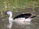 African Comb Duck (WWT Slimbridge 16/08/16) ©Nigel Key