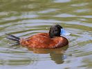 Argentinian Ruddy Duck (WWT Slimbridge August 2016) - pic by Nigel Key