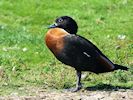 Australian Shelduck (WWT Slimbridge 16/08/16) ©Nigel Key