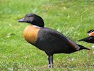 Australian Shelduck (WWT Slimbridge 16/08/16) ©Nigel Key