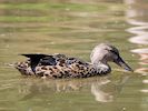 Australian Shoveler (WWT Slimbridge August 2016) - pic by Nigel Key