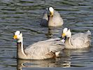 Bar-Headed Goose(WWT Slimbridge August 2016) - pic by Nigel Key