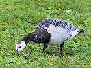 Barnacle Goose (WWT Slimbridge August 2016) - pic by Nigel Key