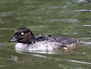 Barrow's Goldeneye (WWT Slimbridge August 2016) - pic by Nigel Key