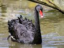 Black Swan (WWT Slimbridge 16/08/16) ©Nigel Key