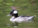 Bufflehead (WWT Slimbridge August 2016) - pic by Nigel Key