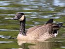 Canada Goose (WWT Slimbridge 16/08/16) ©Nigel Key